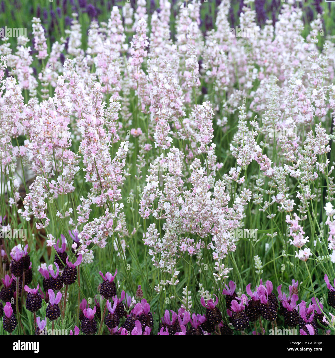 Lavandula angustifolia - `Hidcote Pink'   TRS107800 Stock Photo